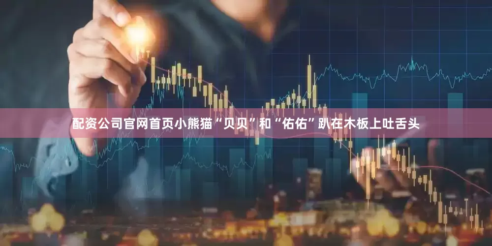 配资公司官网首页小熊猫“贝贝”和“佑佑”趴在木板上吐舌头